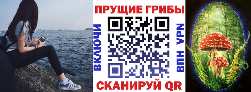 закладки  Макаров  Псилоцибиновые грибы Psilocybe 